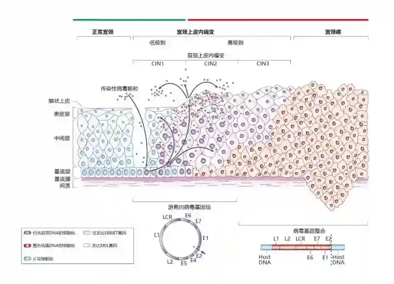 HPV